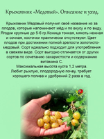 Крыжовник Медовый желтый сладкий