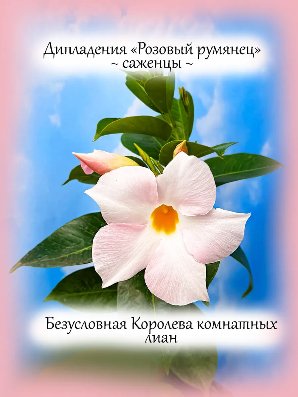 Дипладения Розовый румянец мандевилла