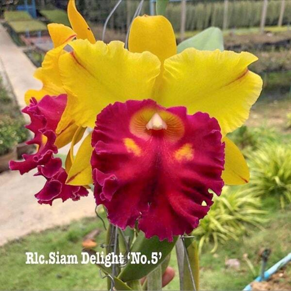 Орхидея ринхолелиокаттлея RLC. SIAM DELIGHT '#5'