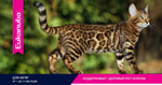 Eukanuba Kitten Healthy Start сбалансированный сухой корм для котят 5 кг