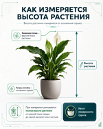 Как измеряется высота растения