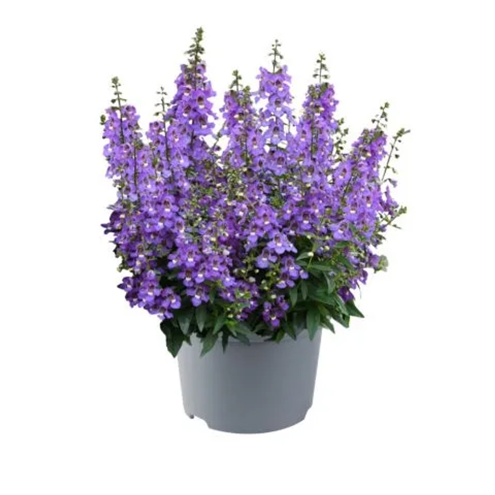 Ангелония Adessa Blue (Анг1)