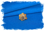 Murex angularis