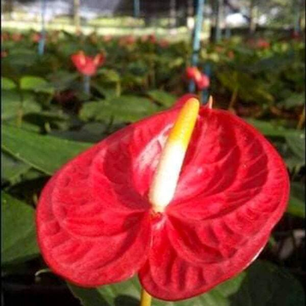 Антуриум Андре RED THAI