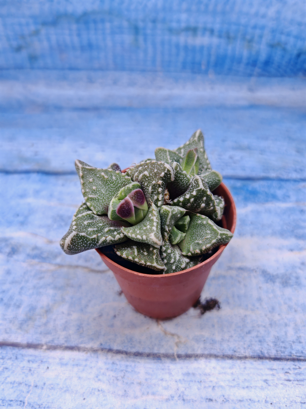 Faucaria Tuberculosa (Фаукария)