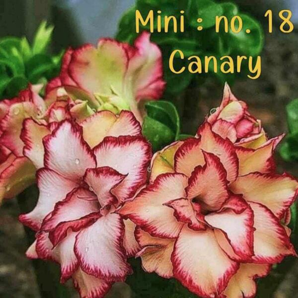 Адениум мини 18 CANARY