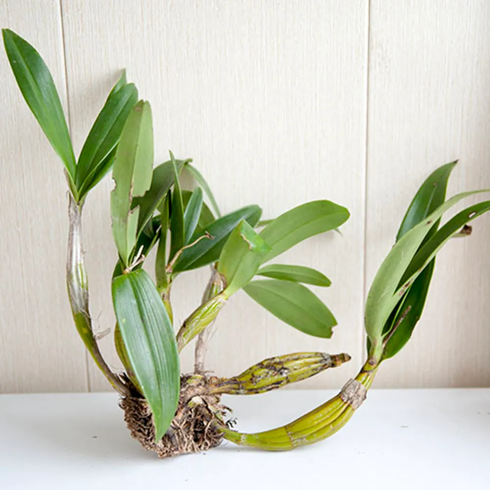 Орхидея Дендробиум (Dendrobium) #5