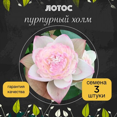 Лотос орехоносный "Пурпурный холм" семена 3 штуки