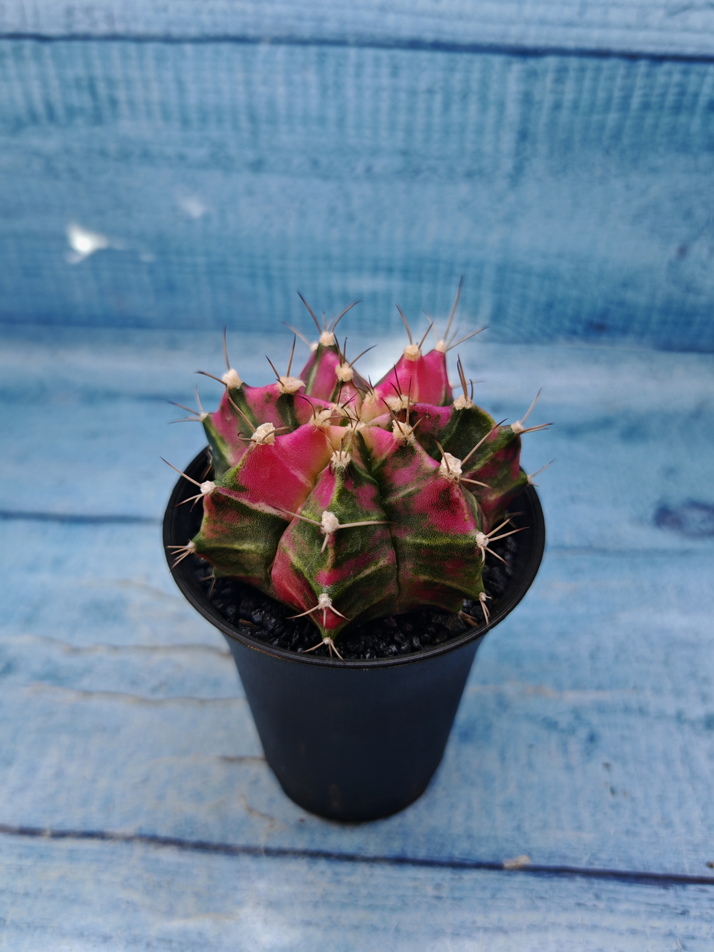 Gymnocalycium Variegata (Гимнокалициум Вариегатный)