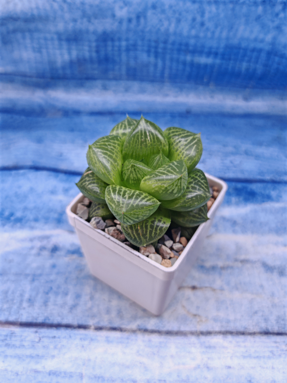 Haworthia Comptoniana hybrid (Хавортия)