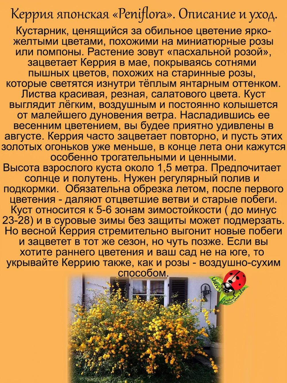 Керрия японская Пенифлора обильноцветущая