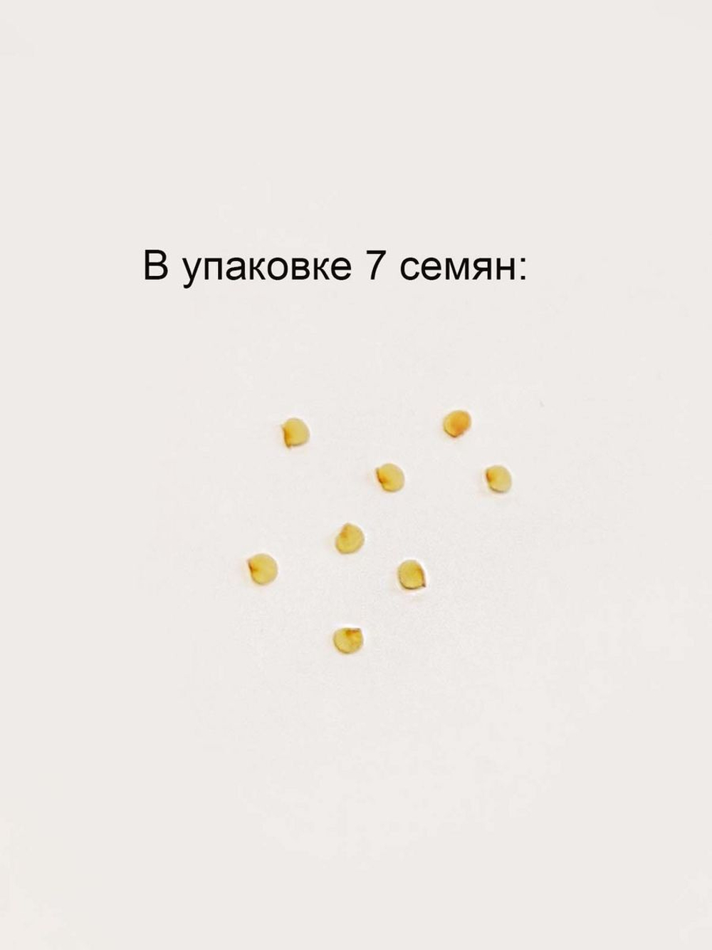 Перец Мистер Пис, Чилли Вилли Petr Pepper