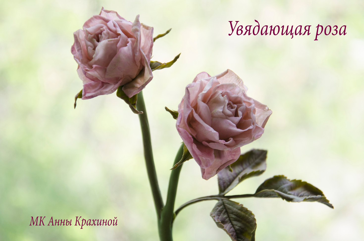 Увядающая роза из холодного фарфора. Часть 1. МК Анны Крахиной.