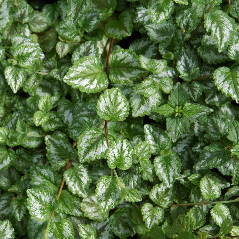 Зеленчук. Lamium galeobdolon.