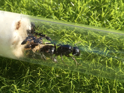 Camponotus japonicus