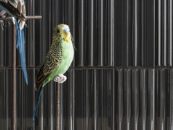 WIGWAG