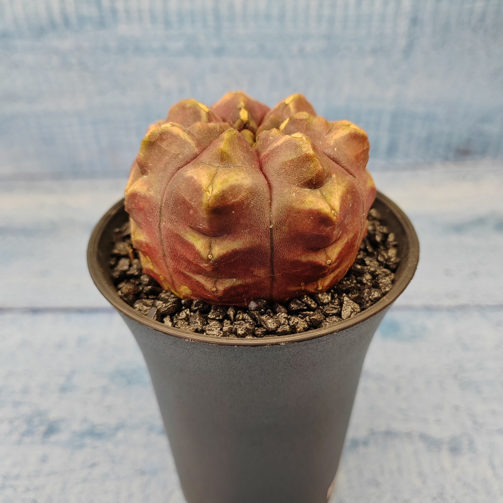 Gymnocalycium Daydream (Гимнокалициум)