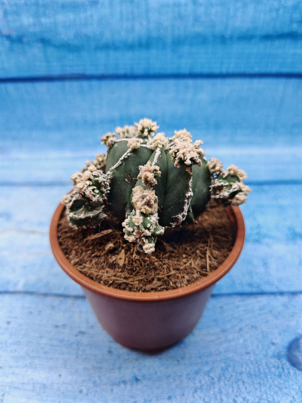 Astrophytum Myriostigma "Hakujo Fukuryu" (Астрофитум)