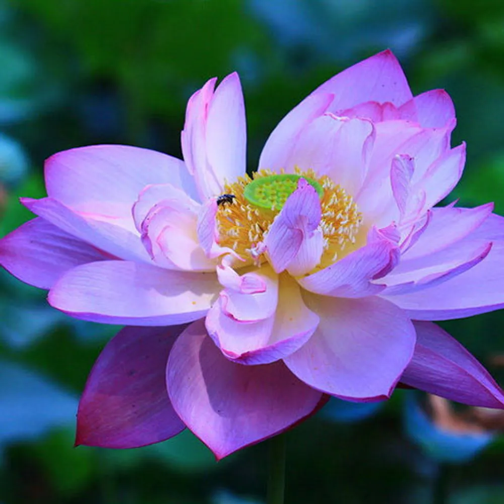 Лотос орехоносный Nelumbo Nucifera Purple