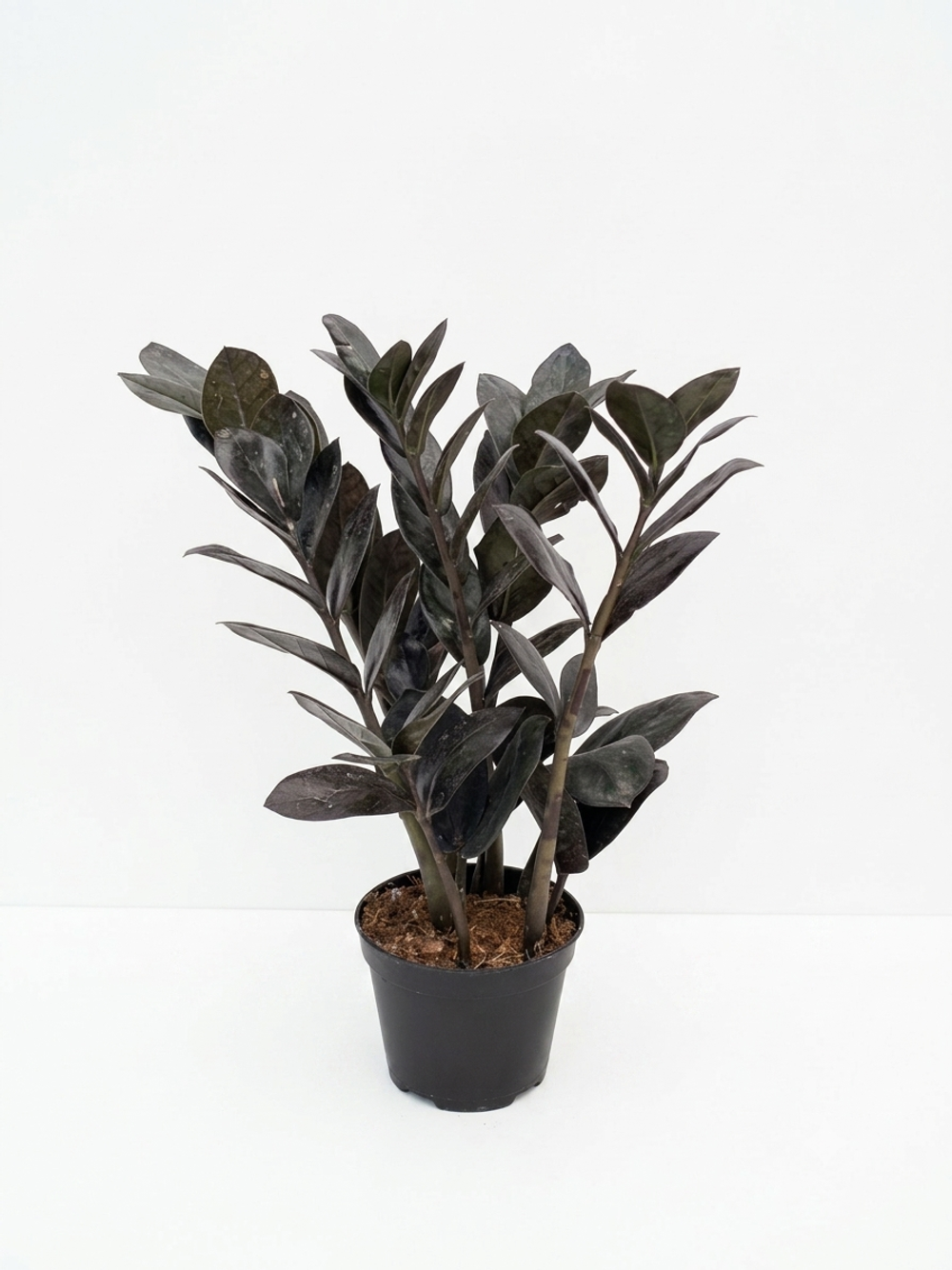 Замиокулькас Black Raven д.9 вк30 шк23 г300