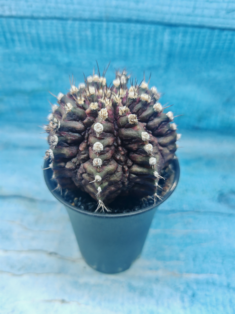 Gymnocalycium T-Rex Pink hybrid (Гимнокалициум T-rex)