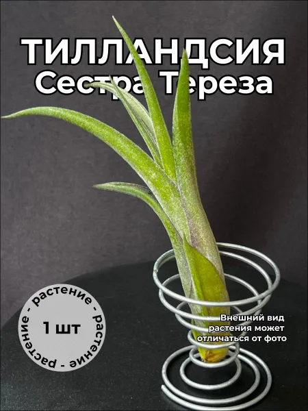 Тилландсия Сестра Тереза (Tillandsia SisterTheresa)