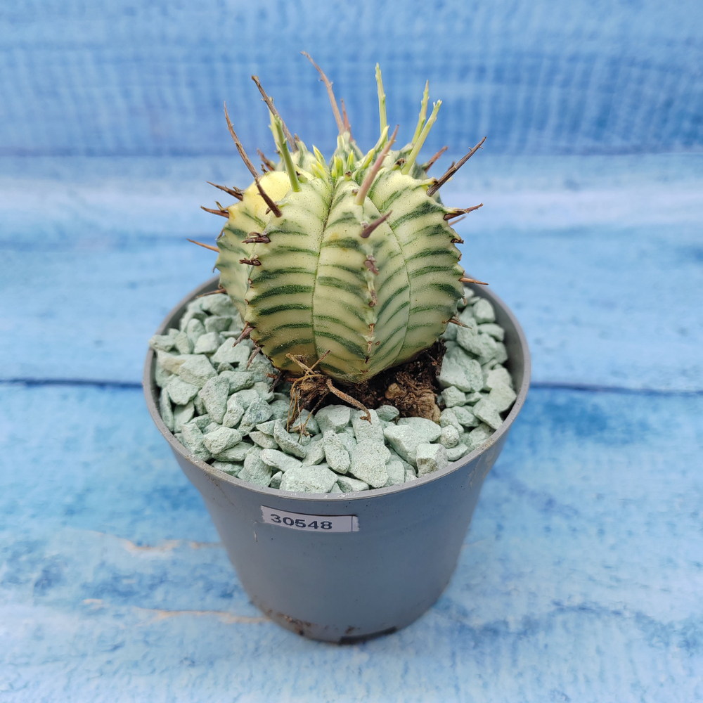 Euphorbia meloformis f. Variegated (Эуфорбия вариегатная)