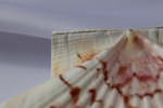 Раковина Пектен Албикан (Pecten albicans) двустворчатая (склеена), 9-12см, 1шт