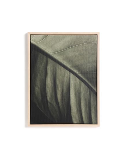 Фотография листа Foliae размер 32,5 x 42,5 см
