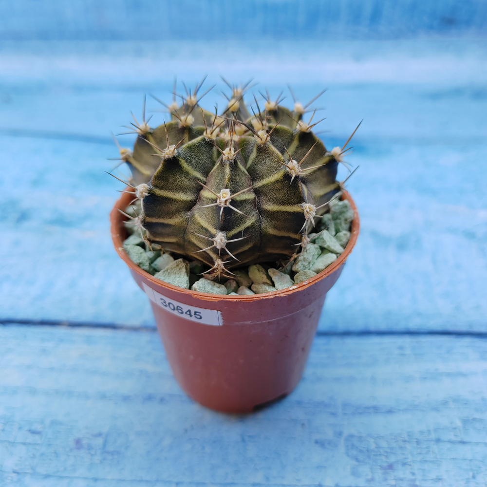 Gymnocalycium Friedrichii (Гимнокалициум)