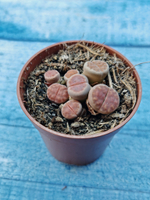 Lithops sp. (Литопсы)