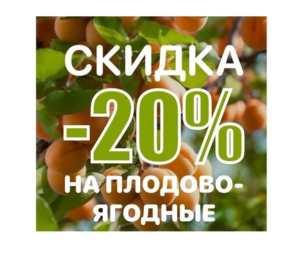 РАСПРОДАЖА ПЛОДОВО-ЯГОДНЫХ КУЛЬТУР! СКИДКА -20% НА ВСЁ 🤩🍒 РАСПРОДАЖА ПЛОДОВО-ЯГОДНЫХ КУЛЬТУР! СКИДКА -20% НА ВСЁ 🤩🍒