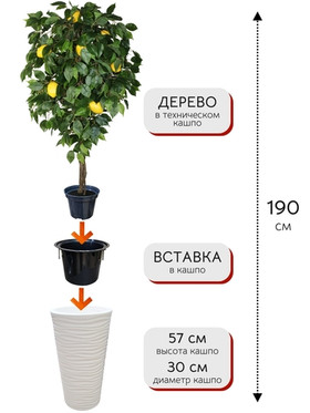 Искусственное дерево Лимон 190 см в высоком круглом белом кашпо