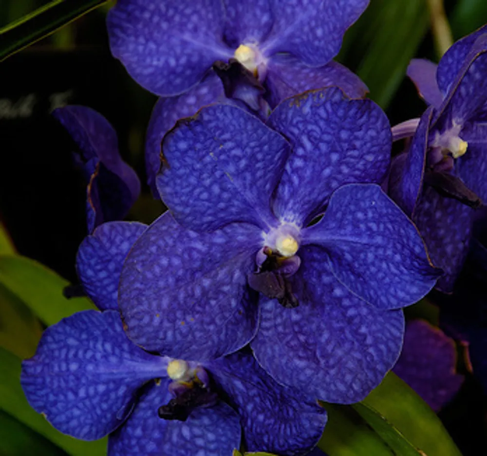 Ванда Vanda Pachara Delight
