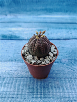 Euphoria Obesa (Эуфорбия)