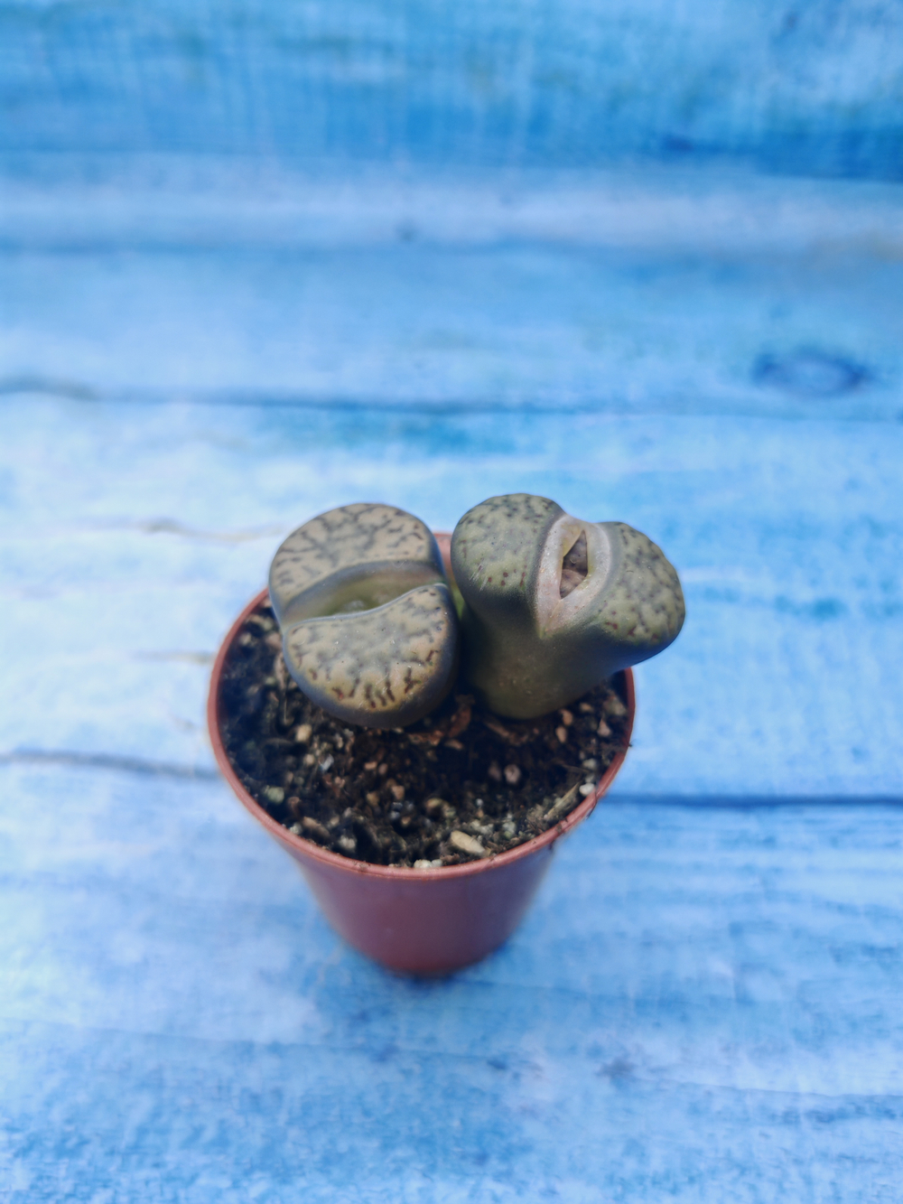 Lithops sp. (Литопсы)
