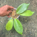 Хойя NICHOLSONIAE X MACROPHYLLA