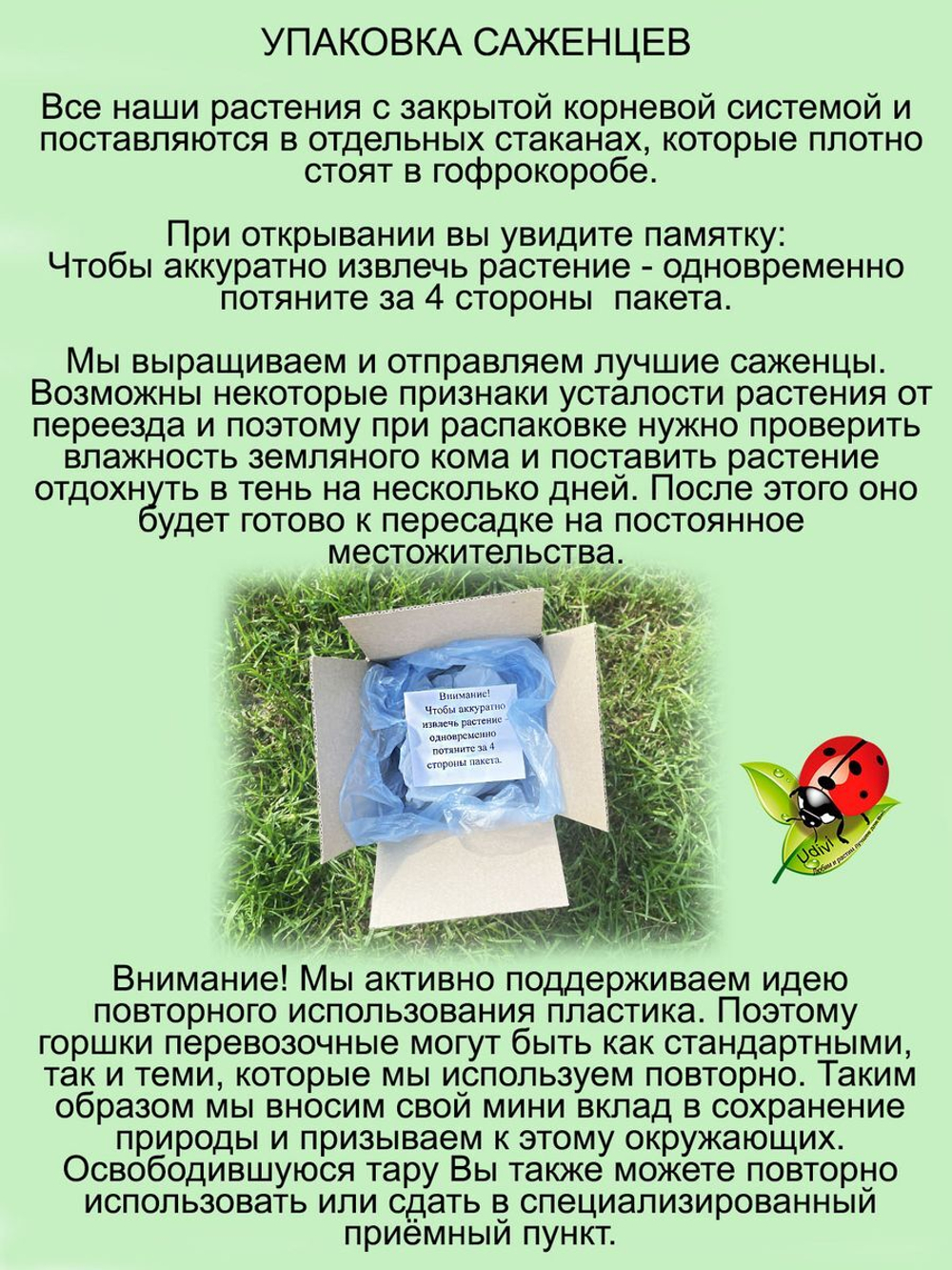 Дёрен белый Элегансима кустарник многолетний