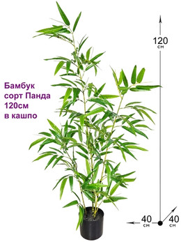 Бамбук растение 120см Панда в горшке