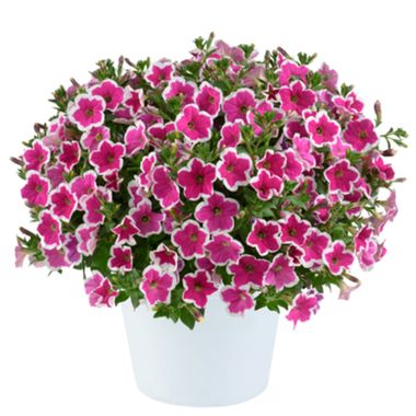 32328 Петуния CAPELLA RIM FUCHSIA - горшок 0,5л(P9)
