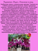 Родохитос Родос лиана