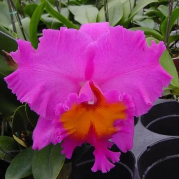 Каттлея гибридная Cattleya Blc Pink Empress