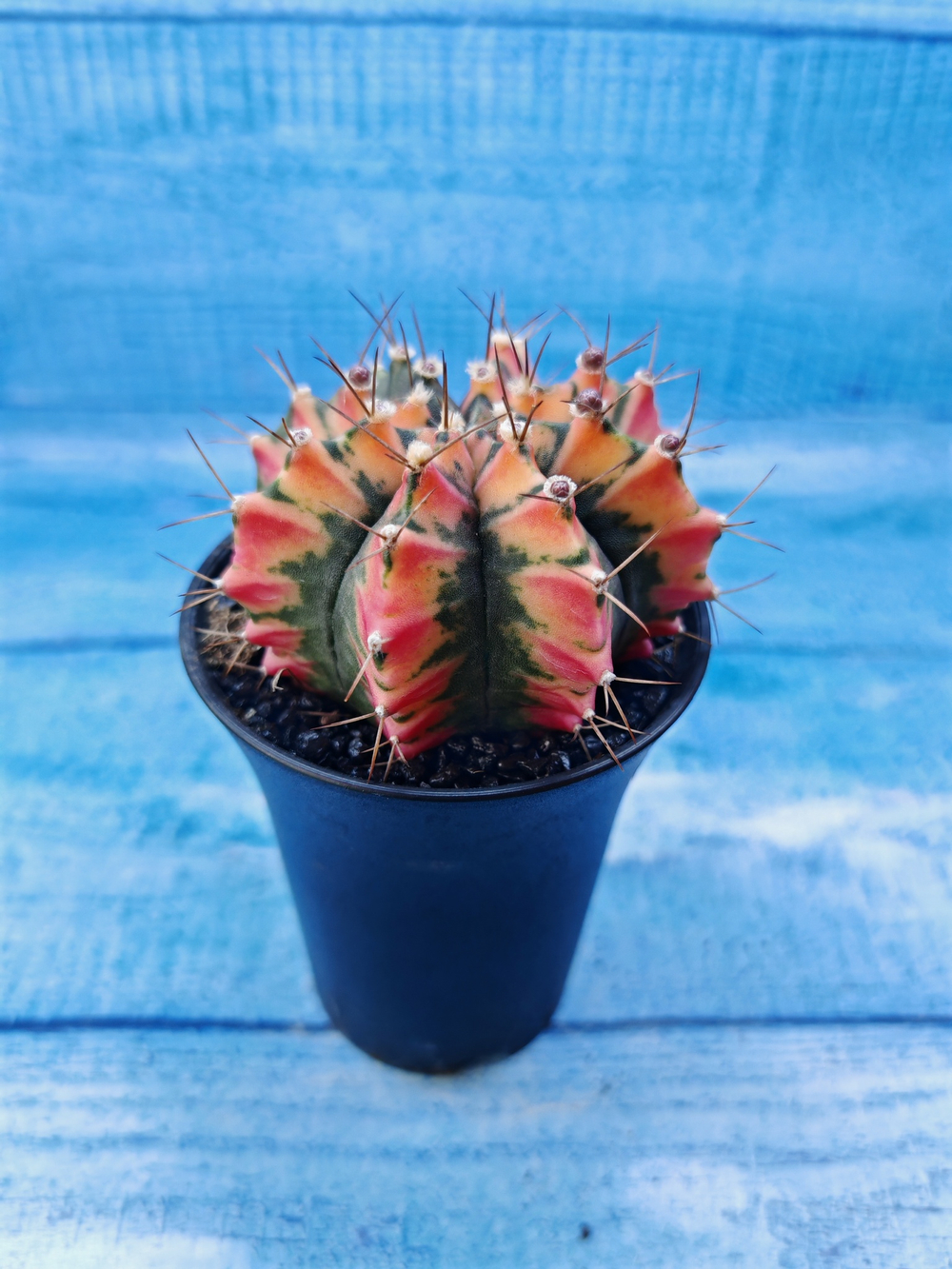 Gymnocalycium Variegata (Гимнокалициум Вариегатный)