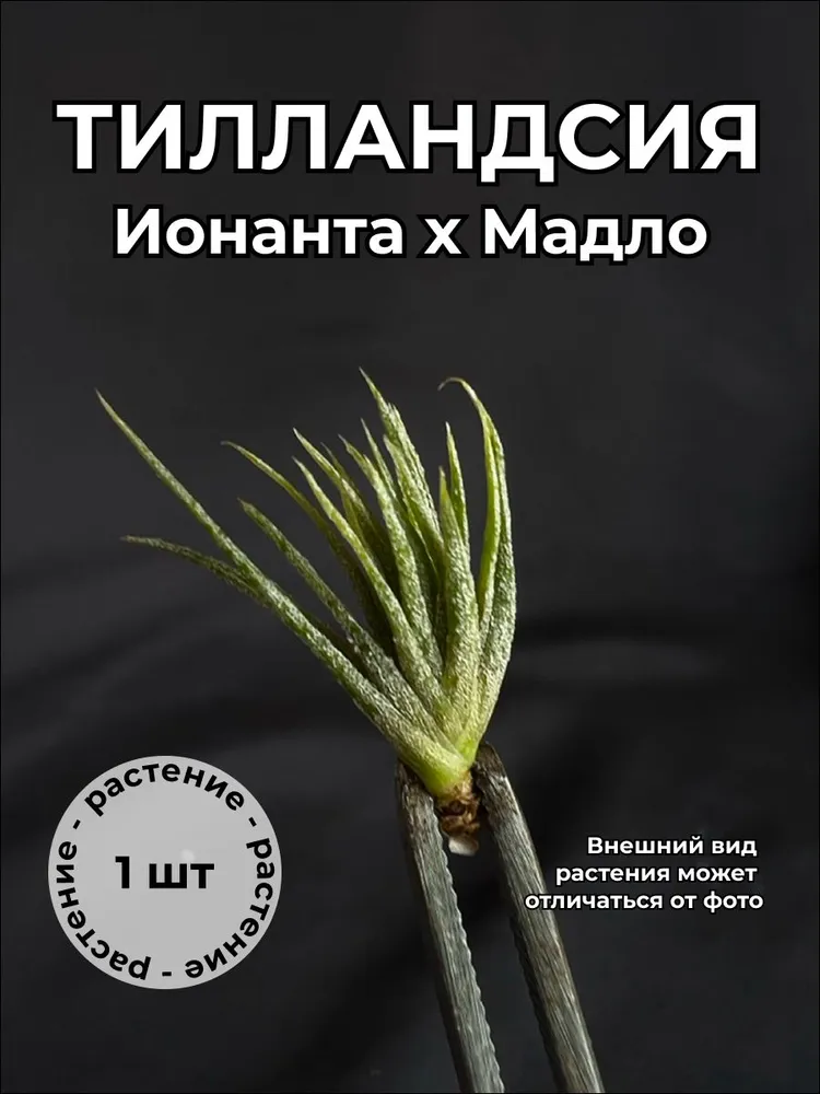 Тилландсия Мадло мини (Tillandsia Mudlo dwarf)