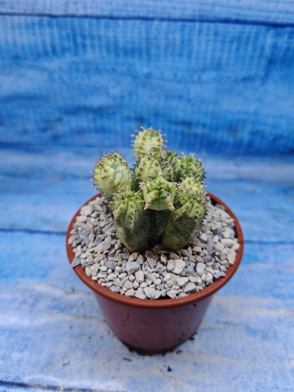 Euphorbia Pseudoglobosa variagate (Эуфорбия)