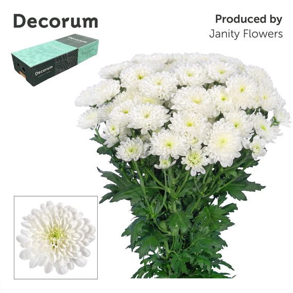Chr T Altaj Decorum