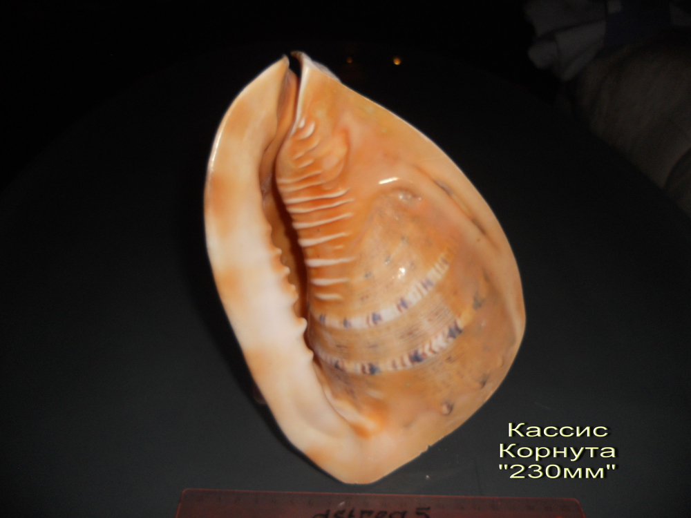 Кассис Корнута 170-295 мм