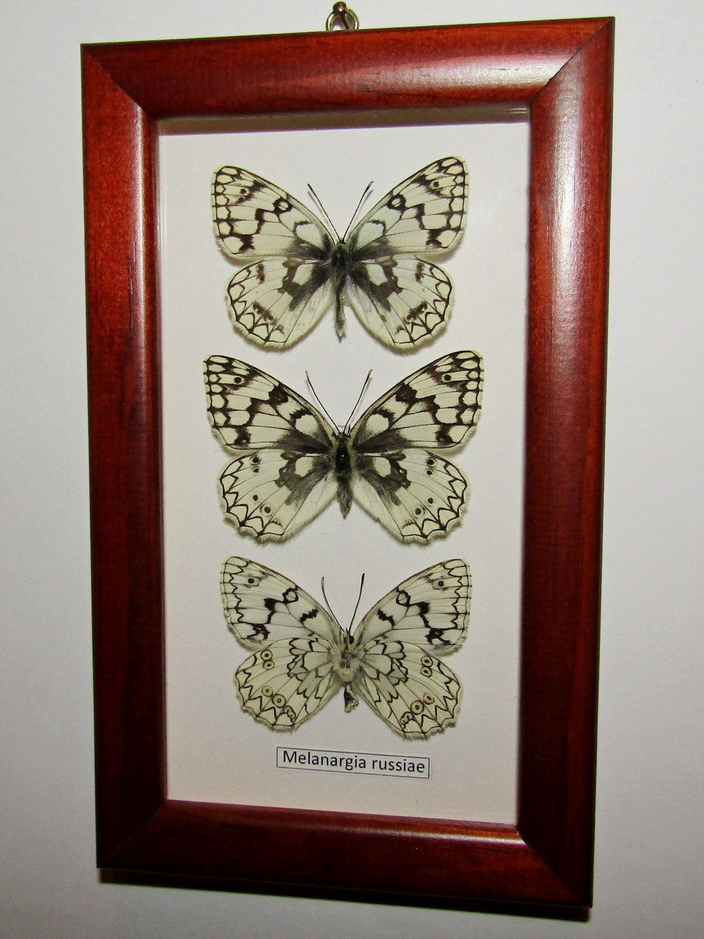 Бабочка Melanargia russiae в рамке