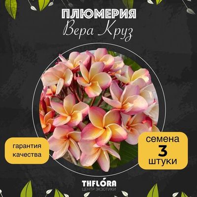 Плюмерия "Вера Круз" семена 3 штуки