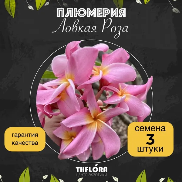 Плюмерия "Ловкая Роза" семена 3 штуки